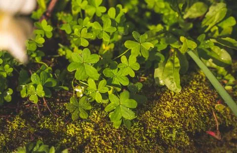 The hand and the clover Stock Photos