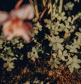 The hand and the clover Stock Photos