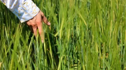 Hand and ears of wheat Stock Footage 20472147