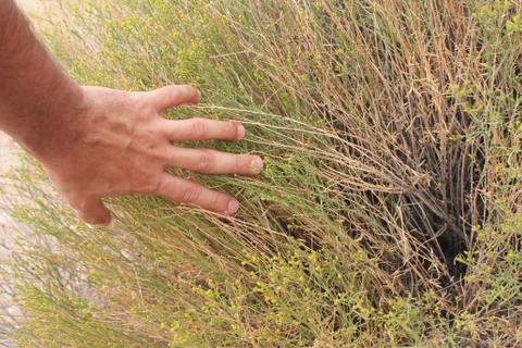 Hand and grass Stockfoto's
