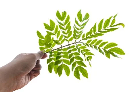 Hand and leaf Stock Photos