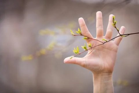 A hand and new spring tree leaves in a forest. Spring background. Stock Photos