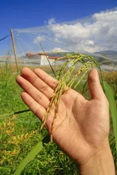 Hand and paddy Stock Photos