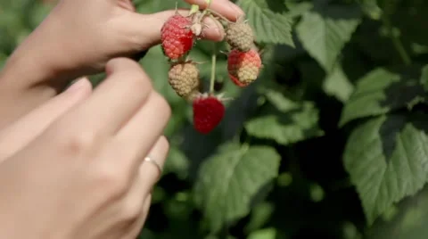 Hand and raspberries 스톡 동영상 51937119