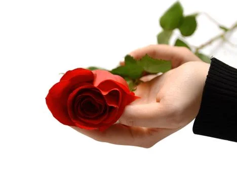 Hand and rose Foto stock