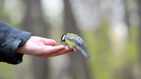 Hand and small birds Stock Footage 68799486