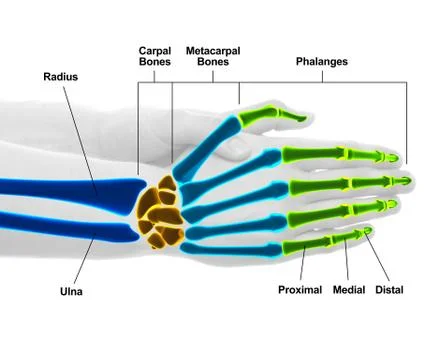 Hand and Wrist Bones - Studio shot with 3D illustration isolated on white Stock-Illustration