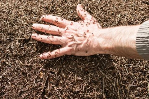 Hand in an anthill Stock Photos