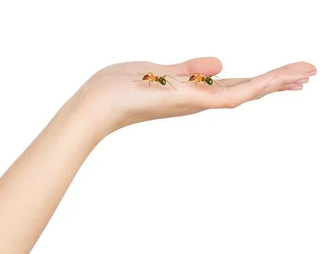 Hand ants Stock Photos