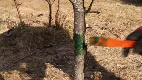 Hand apply insect glue barrier on pear tree in garden for protection. Stock-Footage 238389946