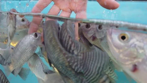 The hand is in the aquarium to the fish,the fish do manual massage.  Stock Footage 105803924