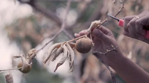 Hand are cutting dead dry lemon branches due to disease caused by lemon tree Stock Footage 109129090