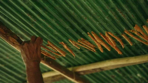 Hand arranges cinnamon bark to air dry under green corrugated roof, process of Stock Footage 269492873