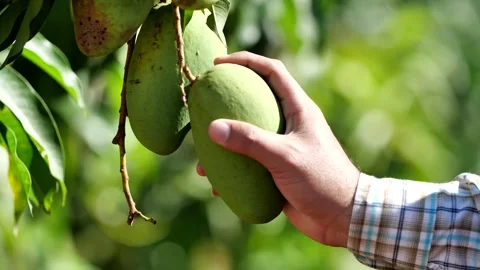 Hand of an asian man The mango is being harvested Near the beginning of the ripe Stock Footage 149229388