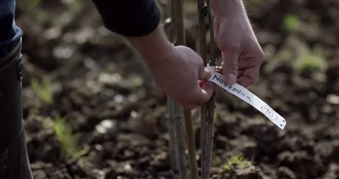 Hand Attaching a Label to a Young Tree Sapling in a Field Stock Footage 340292332