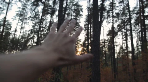 Hand In The Background Of The Forest. Original Stock Footage 55449356
