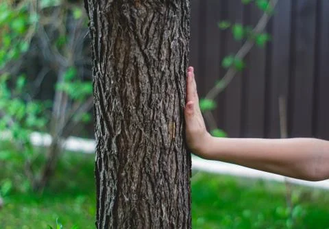 Hand beats a tree 写真素材