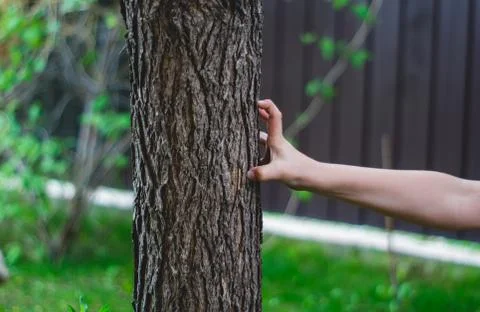 Hand beats a tree Stock-Fotos