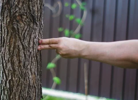 Hand beats a tree Stock-Fotos