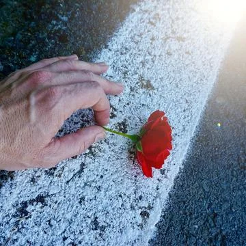 Hand with a beautiful red rose flower for valentines day Stock Photos