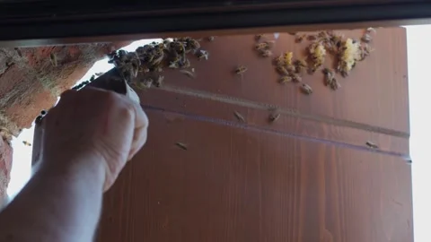 Hand of a beekeeper gently moves the bees from a window shutter with a feather. Stock Footage 249262168