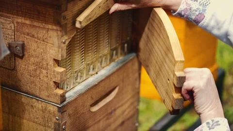 Hand beekeeper opens side wall of bee hive Stock Footage 260723281