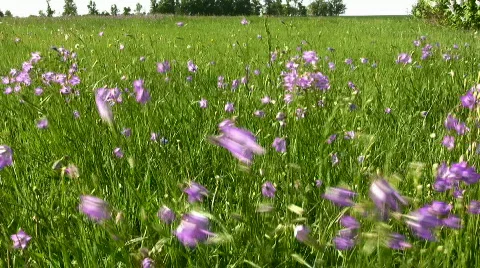 Hand bells Stock Footage 856661