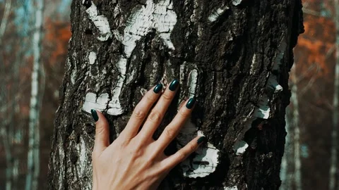 Hand on the birch Stock Footage 141461819