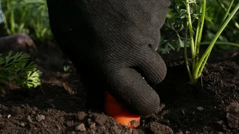 A hand in a black glove pulls carrots out of the ground Video stock 202446505