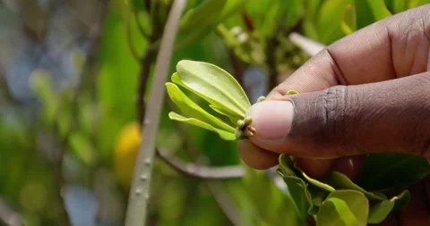 A hand of a blackman hold magrove leaf Stock Footage 159357844