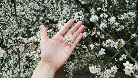 Hand on blossoming cherry background Stock Photos