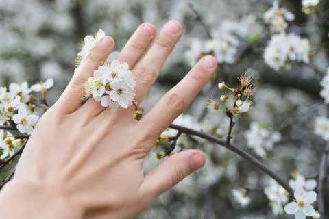Hand on blossoming cherry background Stock Photos