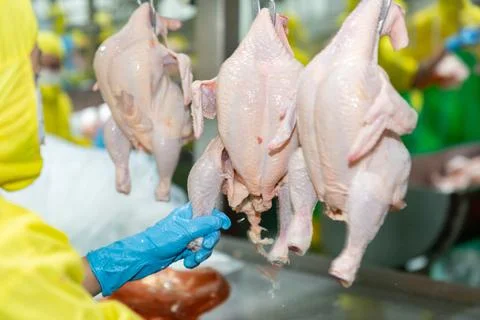 Hand in blue gloves pull chicken leg on conveyor jack. Stock Photos
