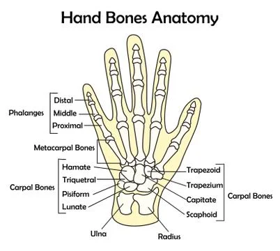 Hand Bone Anatomy with Detail Vector Illustration Stock Illustration