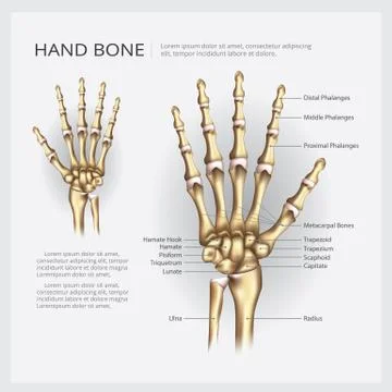 Hand Bone Vector Illustration Stock Illustration