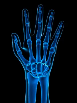Hand bones; artwork Stock Illustration