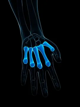 Hand bones; artwork Stock Illustration
