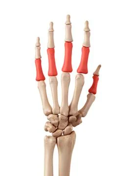 Hand bones Stock Illustration