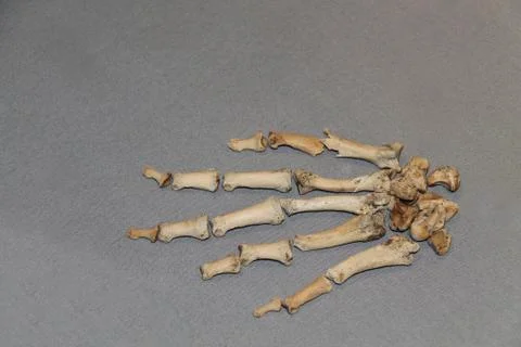 Hand Bones. Stock Photos