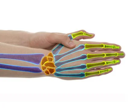 Hand Bones - Studio shot with 3D illustration isolated on white Stock-Illustration