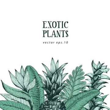 Hand brawn botanical background with hand drawn exotic plants and pineapple Stock Illustration