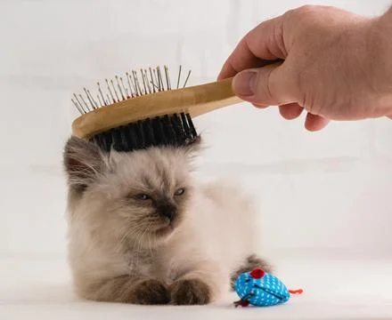 A hand with a brush combs small fluffy kitten of point color. The kitten sq.. Foto stock