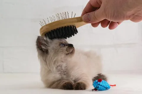 A hand with a brush combs small fluffy kitten of point color Foto stock