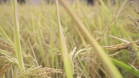 A hand brushed the ear of rice,a stretch of the rice fields. Stock Footage 170480677
