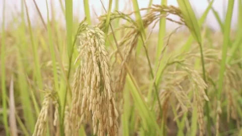 A hand brushed the ear of rice,a stretch of the rice fields. Stock Footage 170480780