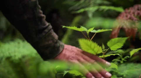 Hand brushes over plant when walking through rain forest. Stock Footage 50011312