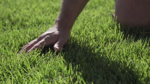 Hand Brushes Through Grass Stock Footage 221586031