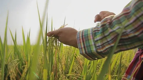 Hand brushing over heads of rice field Stock Footage 70512874