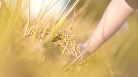 Hand Brushing through Wheat Field Crops Stock Footage 234924773