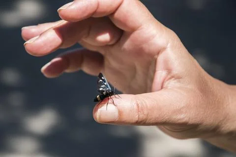 Hand with butterfly Stock Photos